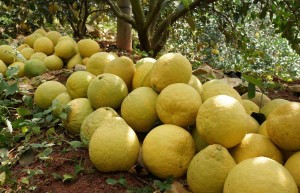 容县上市柚子品种沙田柚种植苗，多年经验种植，口感鲜美，果皮薄，欢迎选购！