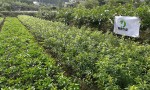 沙田柚夏季种植要注意的问题-石灰的使用方法