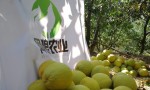 万人迷！安徽柚子苗公司全新品种重磅上市！