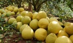 如何在家中种植泰国红皮柚子？快来get泰国红皮柚子苗的全攻略！